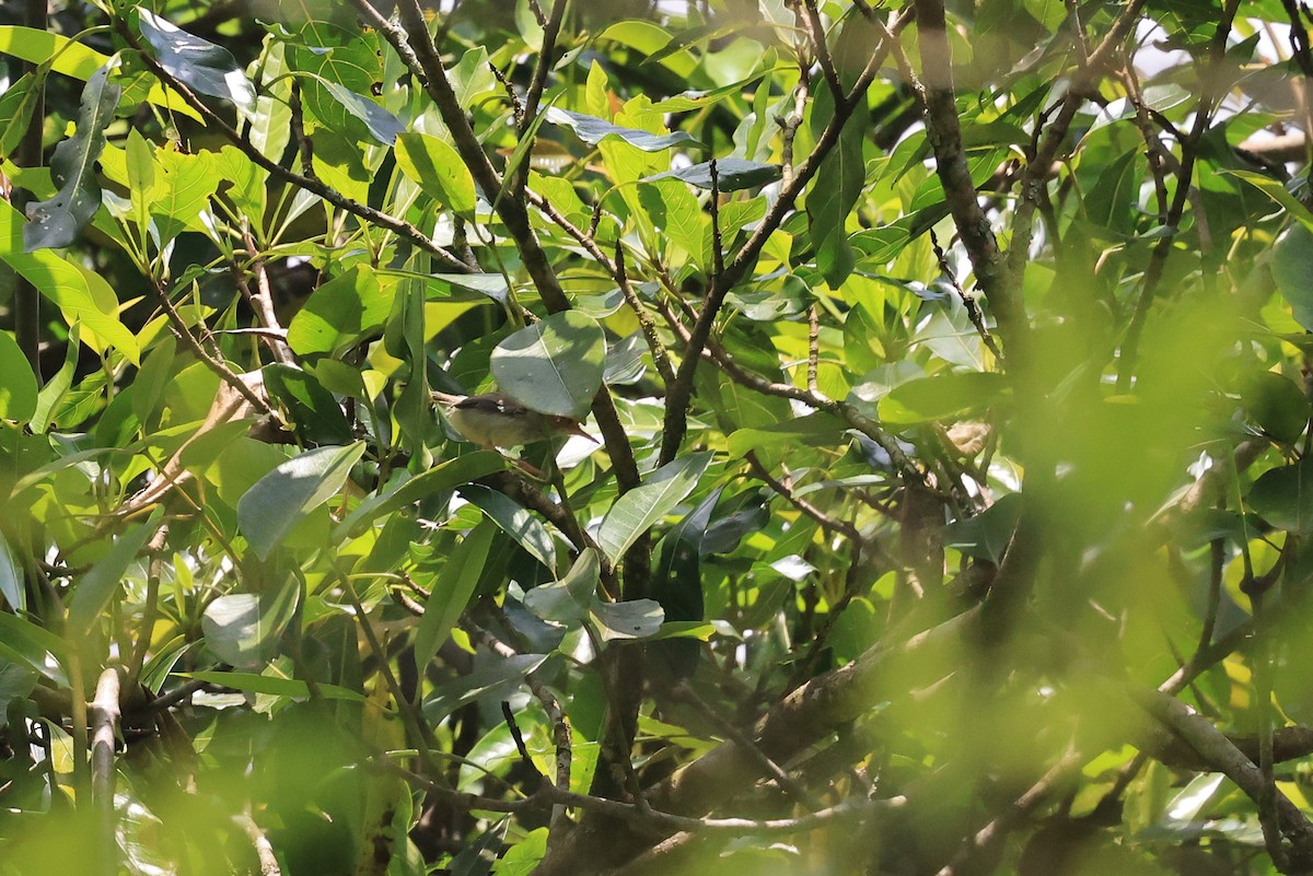 Olive-backed Tailorbird - ML648208570