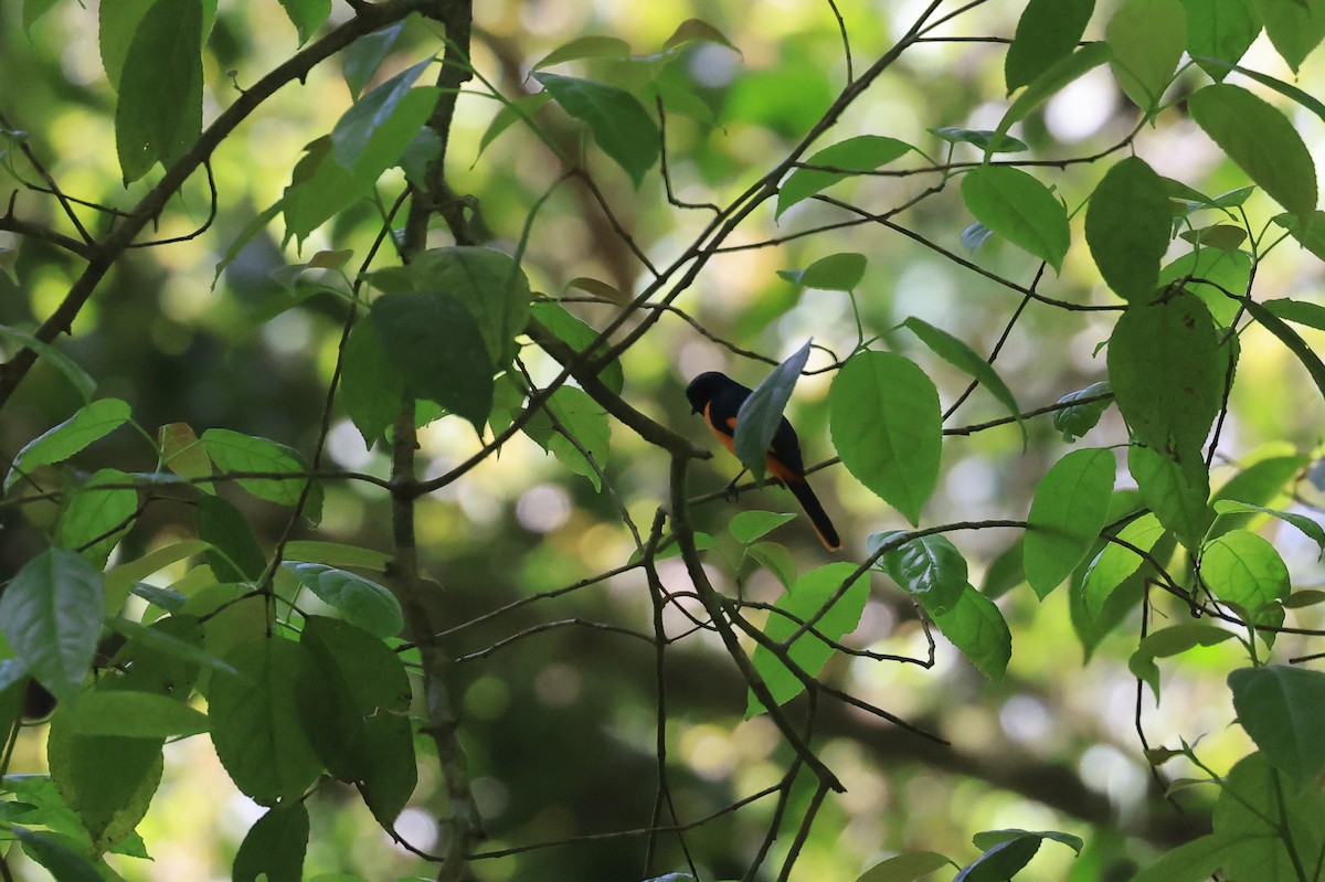 Scarlet Minivet (Javan) - ML648208592