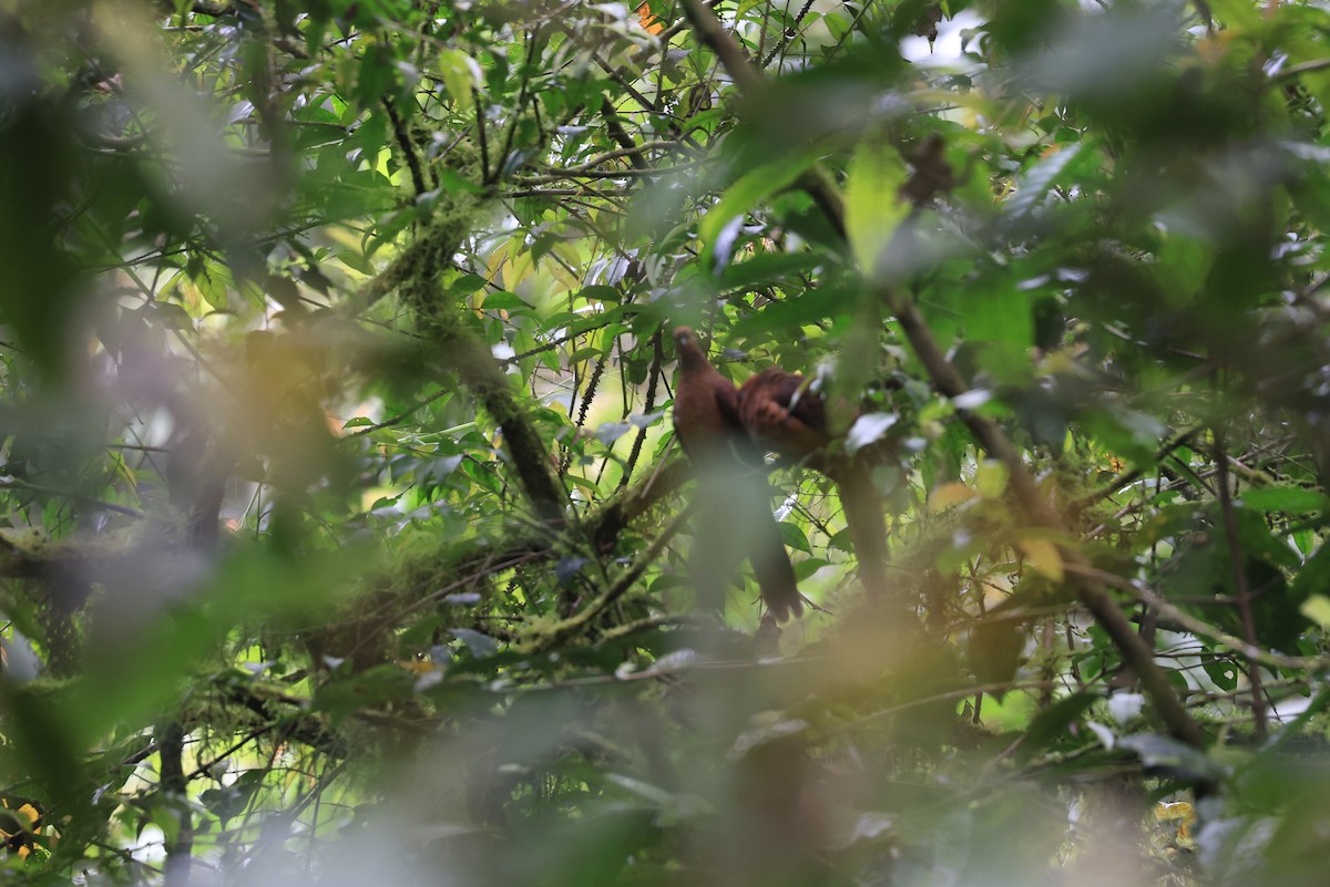 Ruddy Cuckoo-Dove - ML648208620