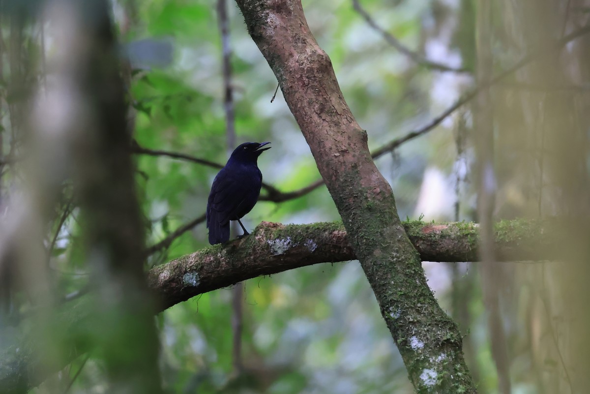 Javan Whistling-Thrush - ML648208666