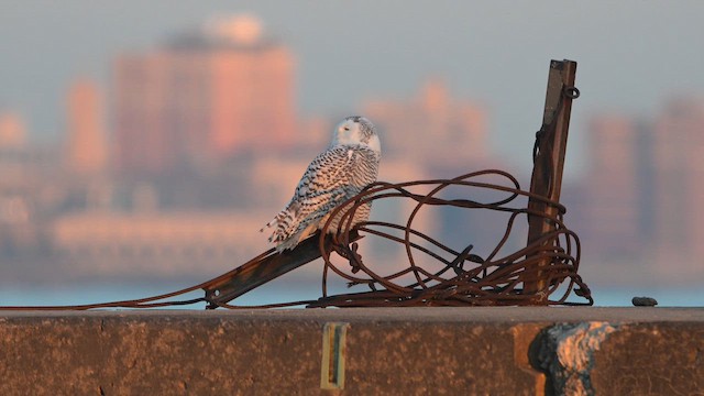 Белая сова - ML648208908