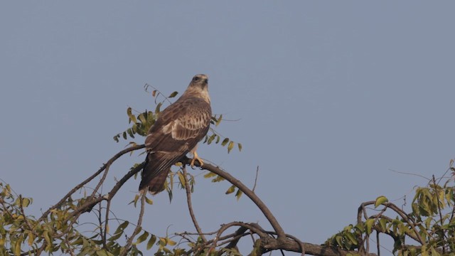 Falco pecchiaiolo orientale - ML648208939