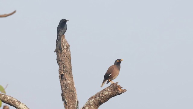 Maina comune - ML648208941