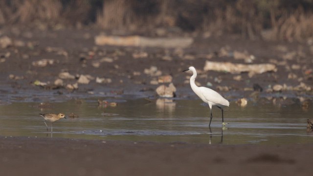 Garzetta - ML648209049