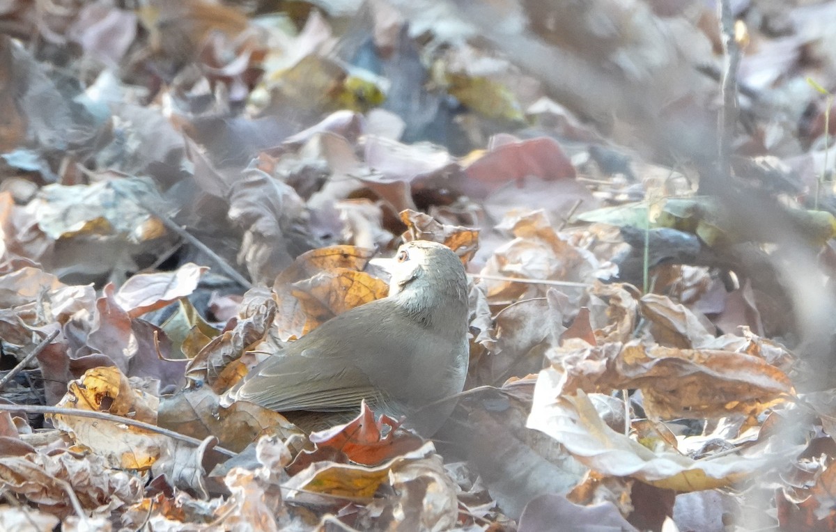 Terrestrial Brownbul - ML648209574