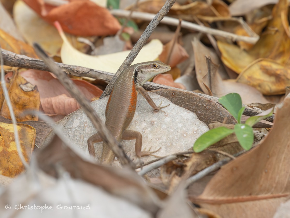 Closed-litter Rainbow Skink - ML648209593