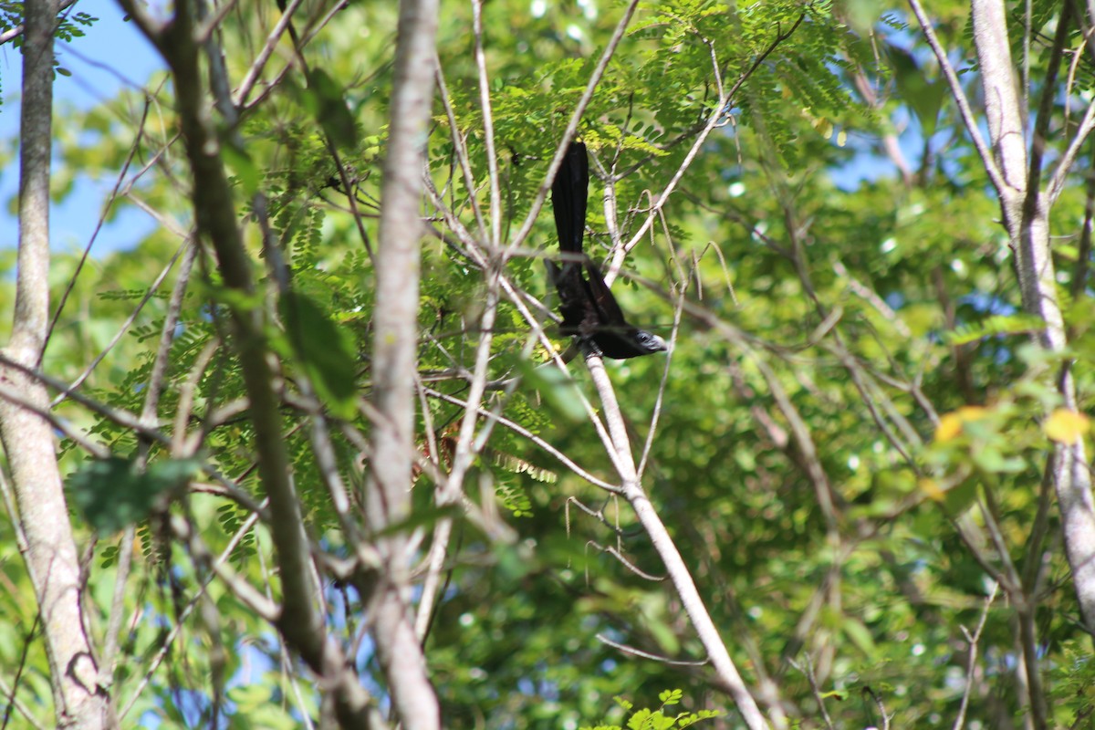 Groove-billed Ani - ML64820981