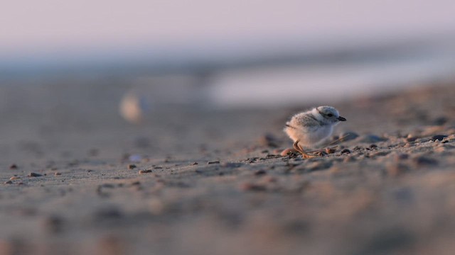 Chorlitejo Silbador - ML648209910