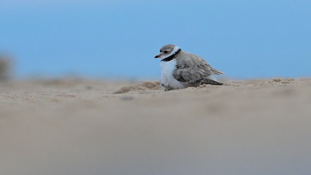 Chorlitejo Silbador - ML648209912