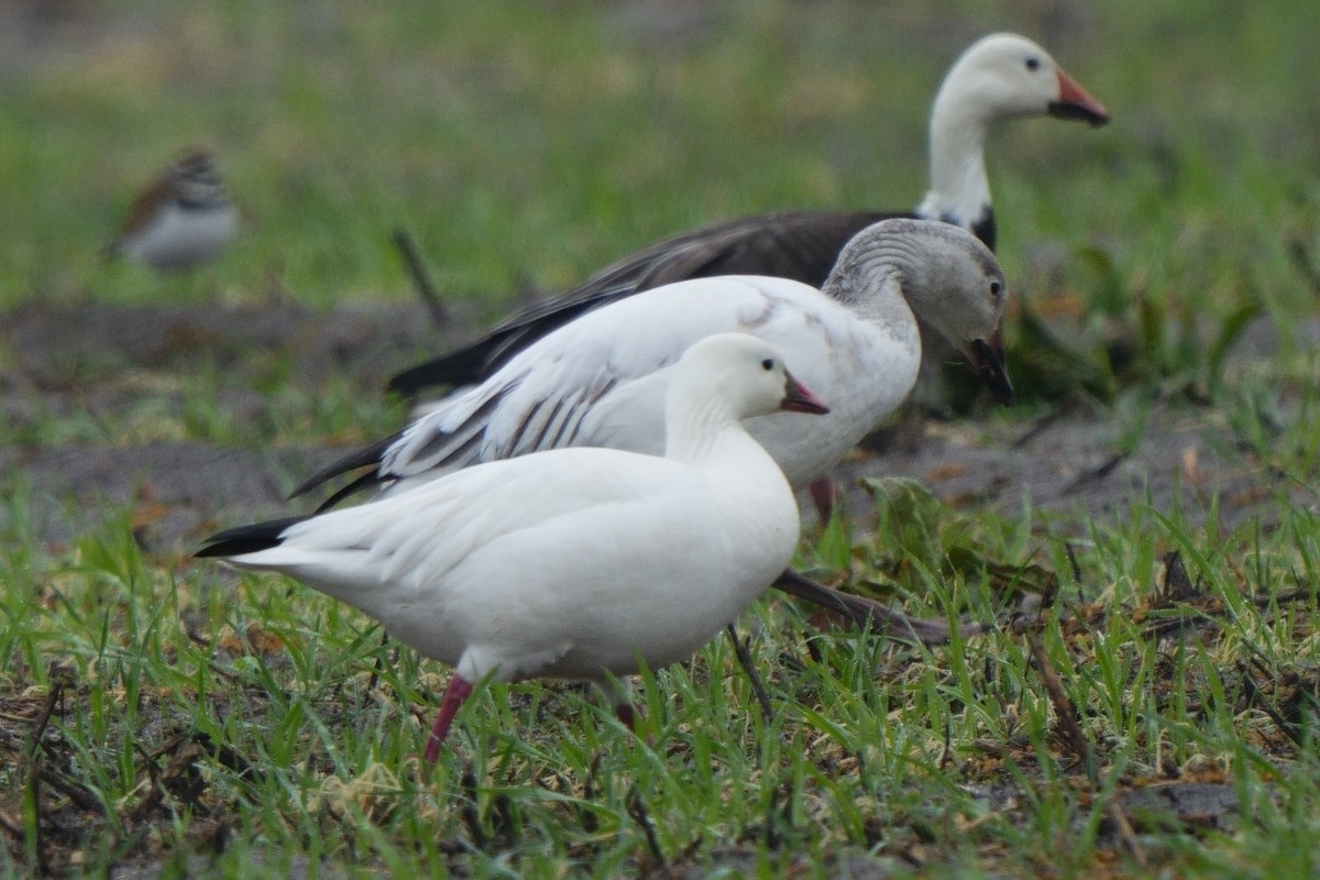Ross's Goose - ML648210634