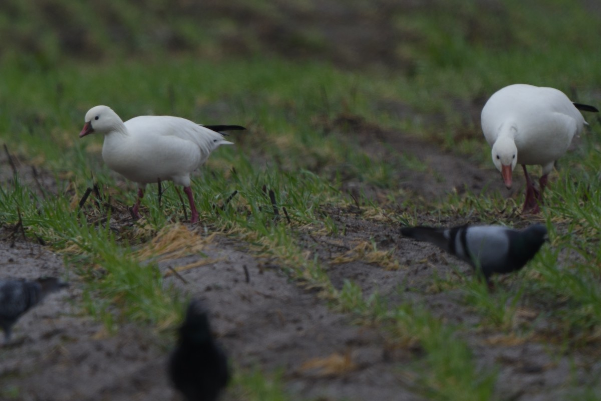 Ross's Goose - ML648210635