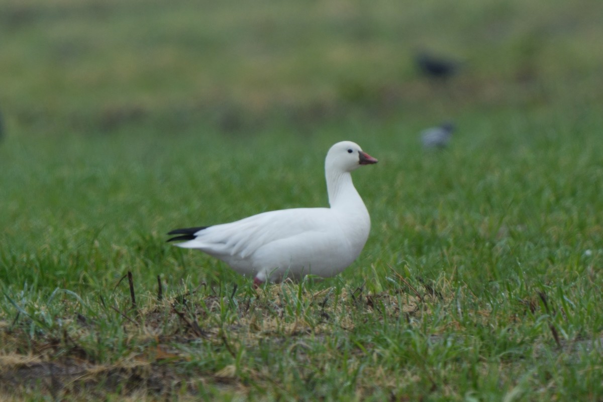 Ross's Goose - ML648210636