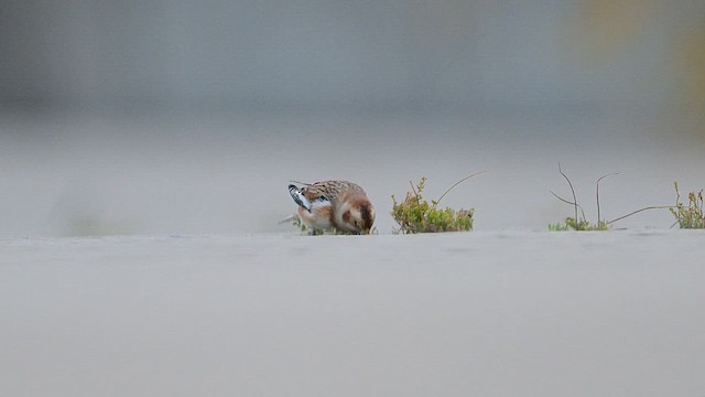 Пуночка - ML648210669