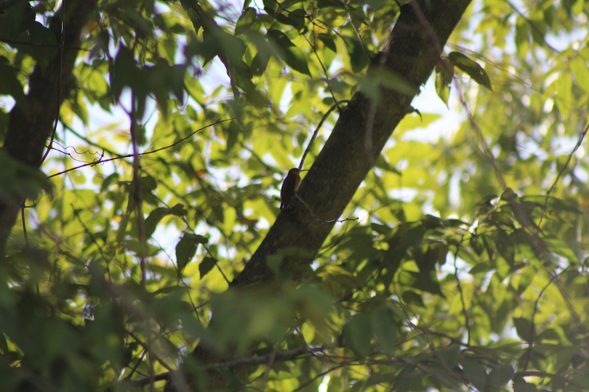 kolibřík ryšavý - ML64821101