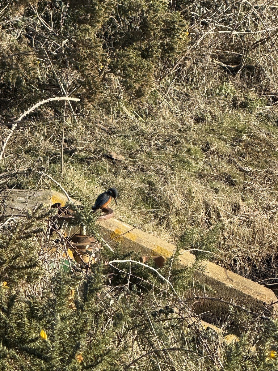 Common Kingfisher - ML648211044