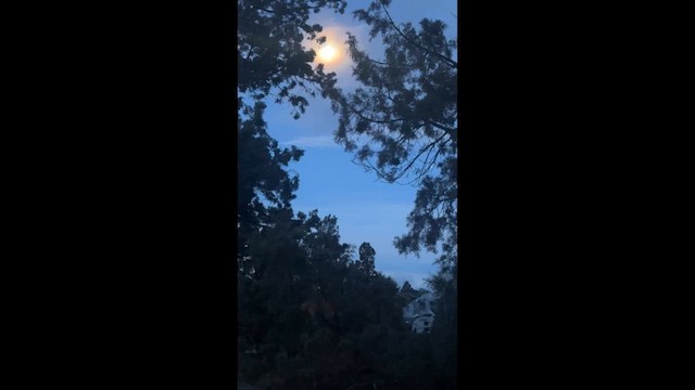 Great Horned Owl - ML648211065