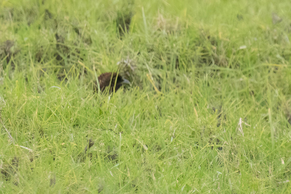 Ring-necked Pheasant - ML648211194