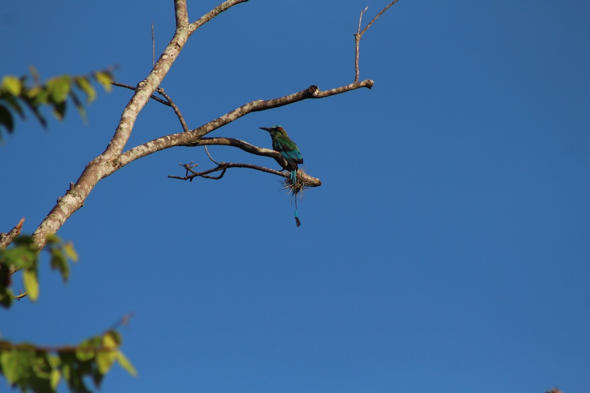 Turquoise-browed Motmot - Hermes Vega