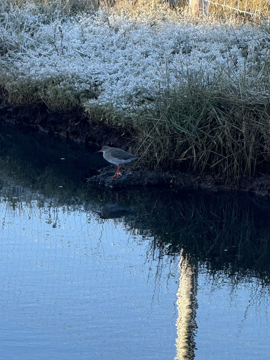 Common Redshank - ML648211292