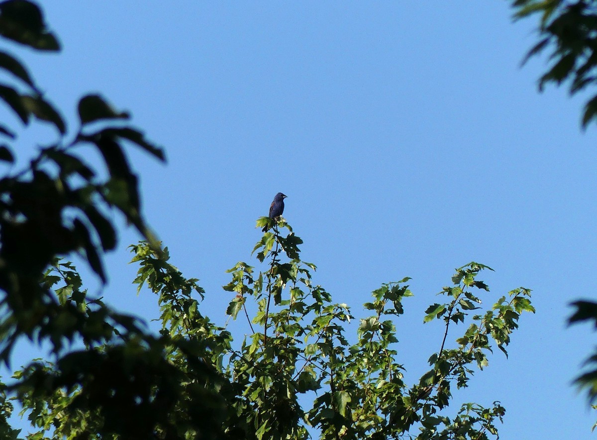 Guiraca bleu - ML64821131