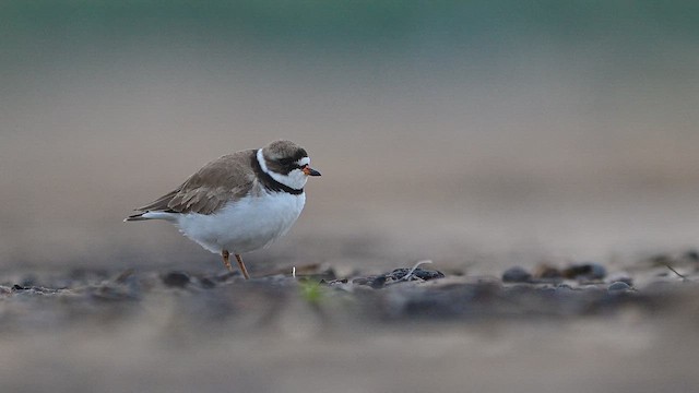 Перепончатопалый галстучник - ML648211559