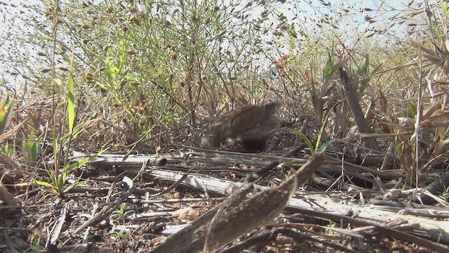 Chestnut-backed Sparrow-Lark - ML648211727