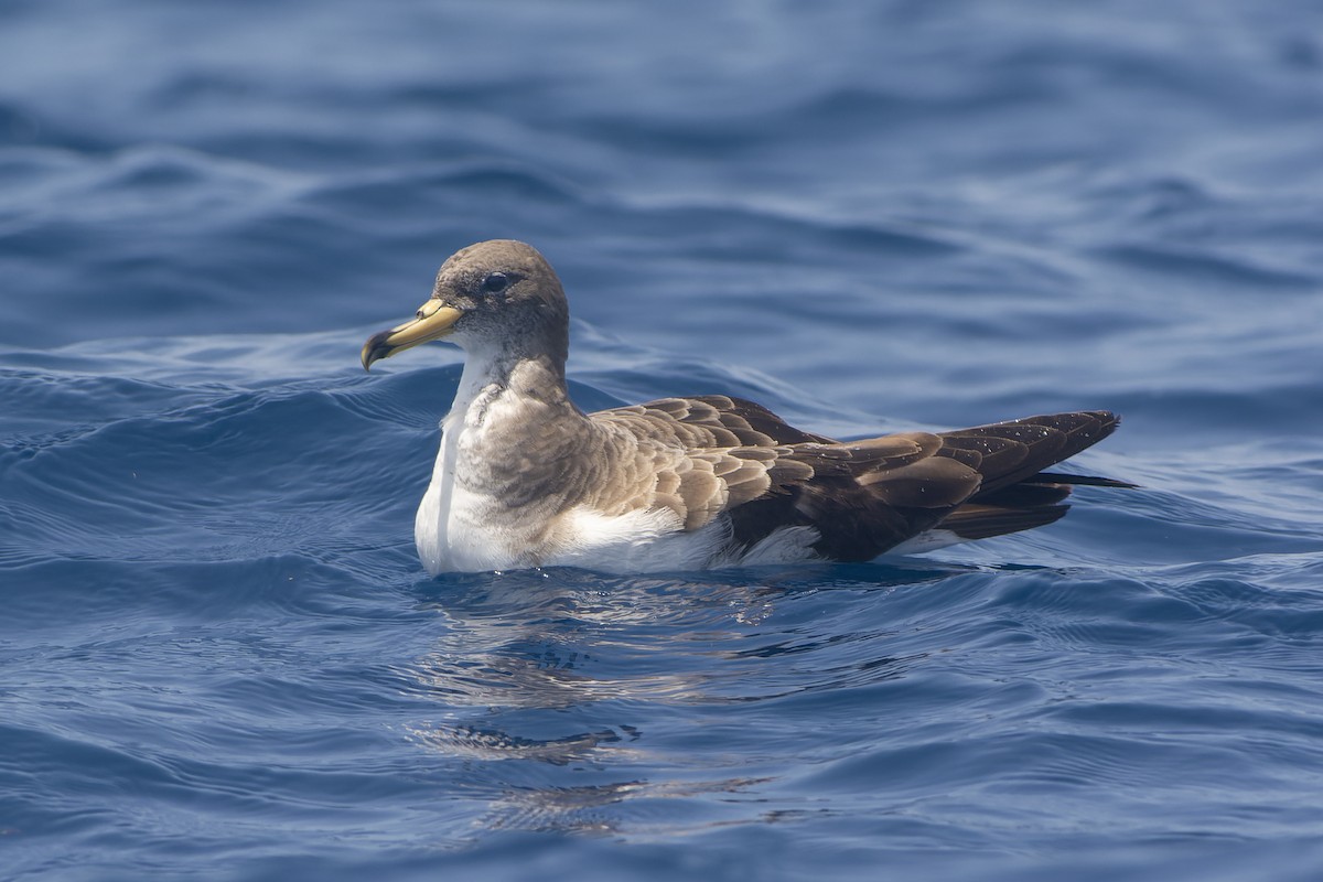 buřňák atlantský - ML648212051