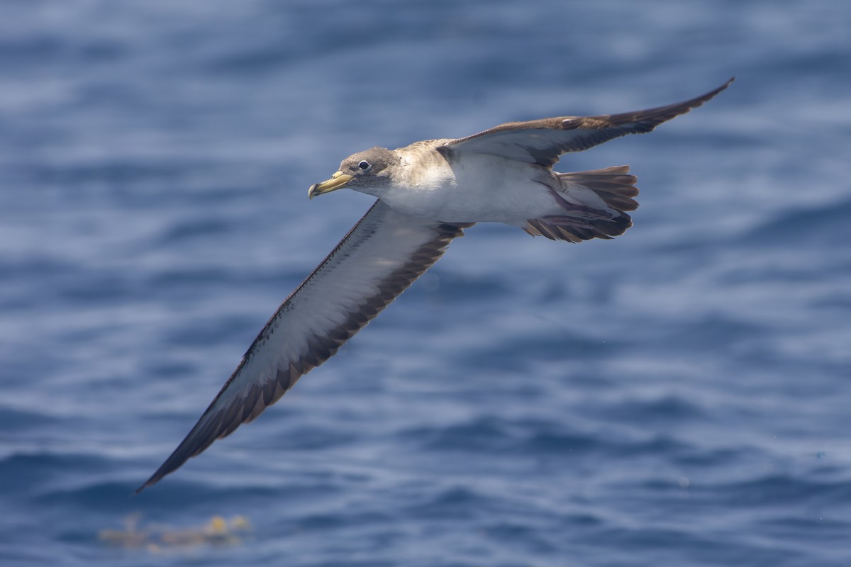 buřňák atlantský - ML648212053