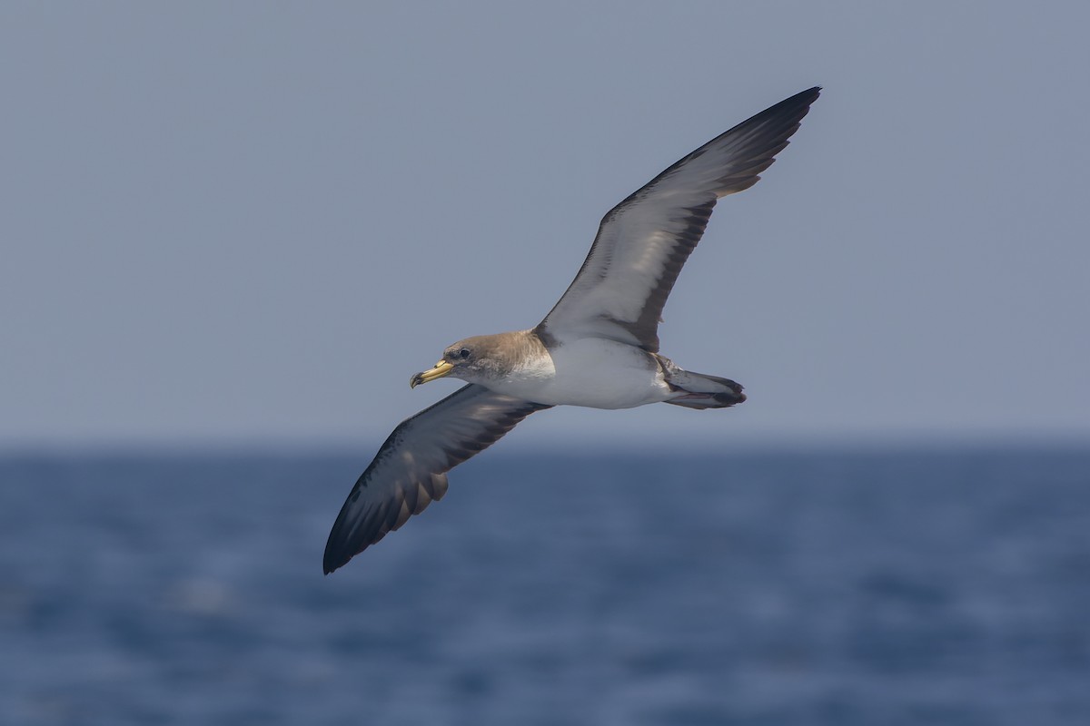 buřňák atlantský/šedý - ML648212078