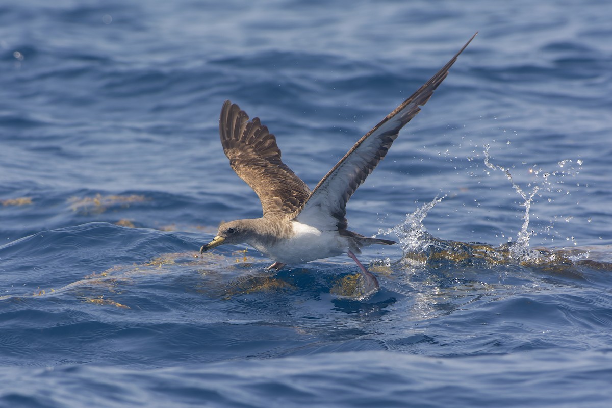 buřňák atlantský/šedý - ML648212079