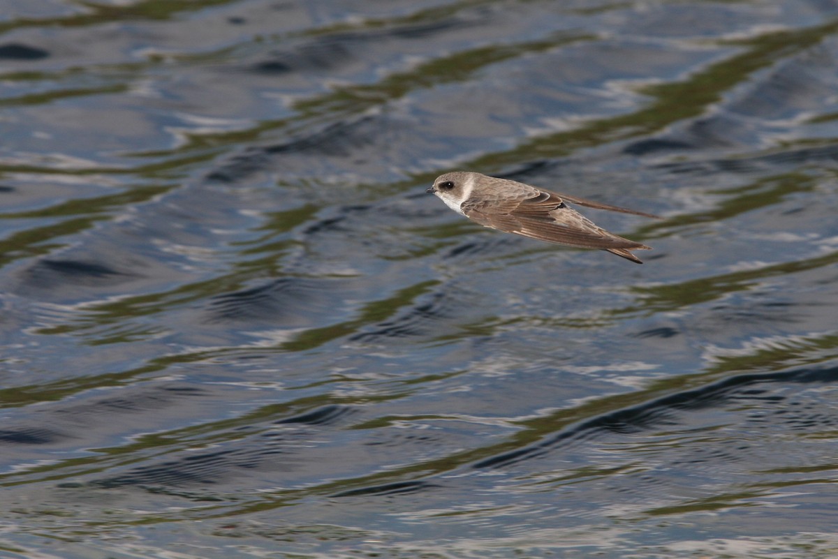 Bank Swallow - ML64821221