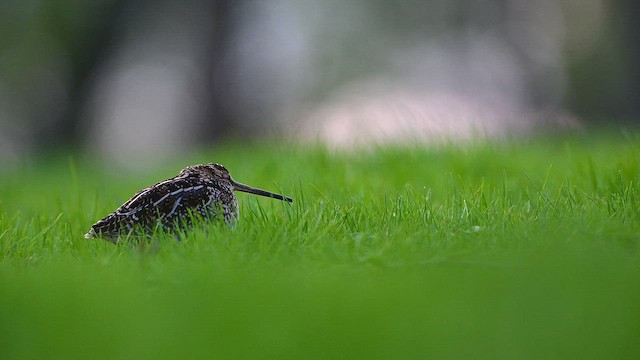 Американский бекас - ML648212329