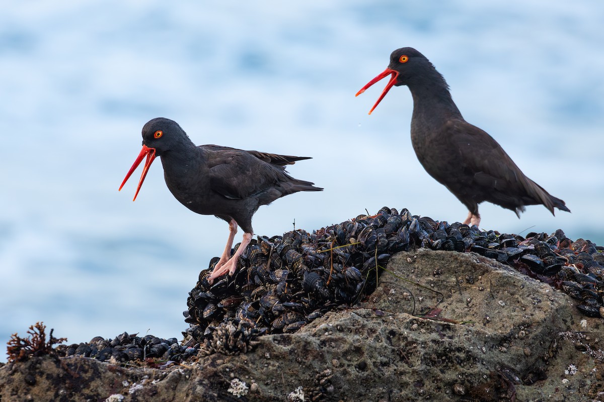 Klippenausternfischer - ML648212445