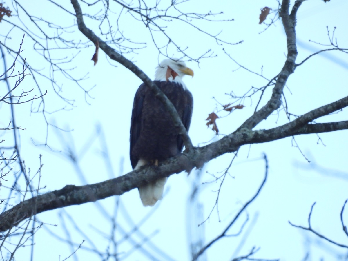 Bald Eagle - ML648212537