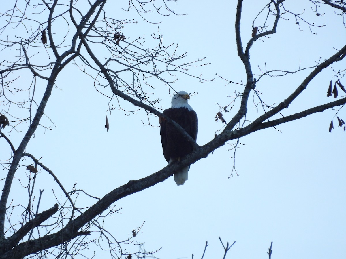 Bald Eagle - ML648212538