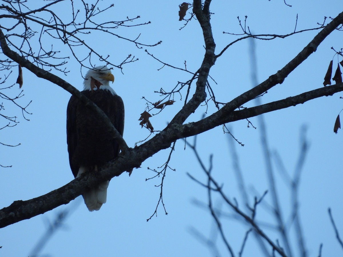 Bald Eagle - ML648212539