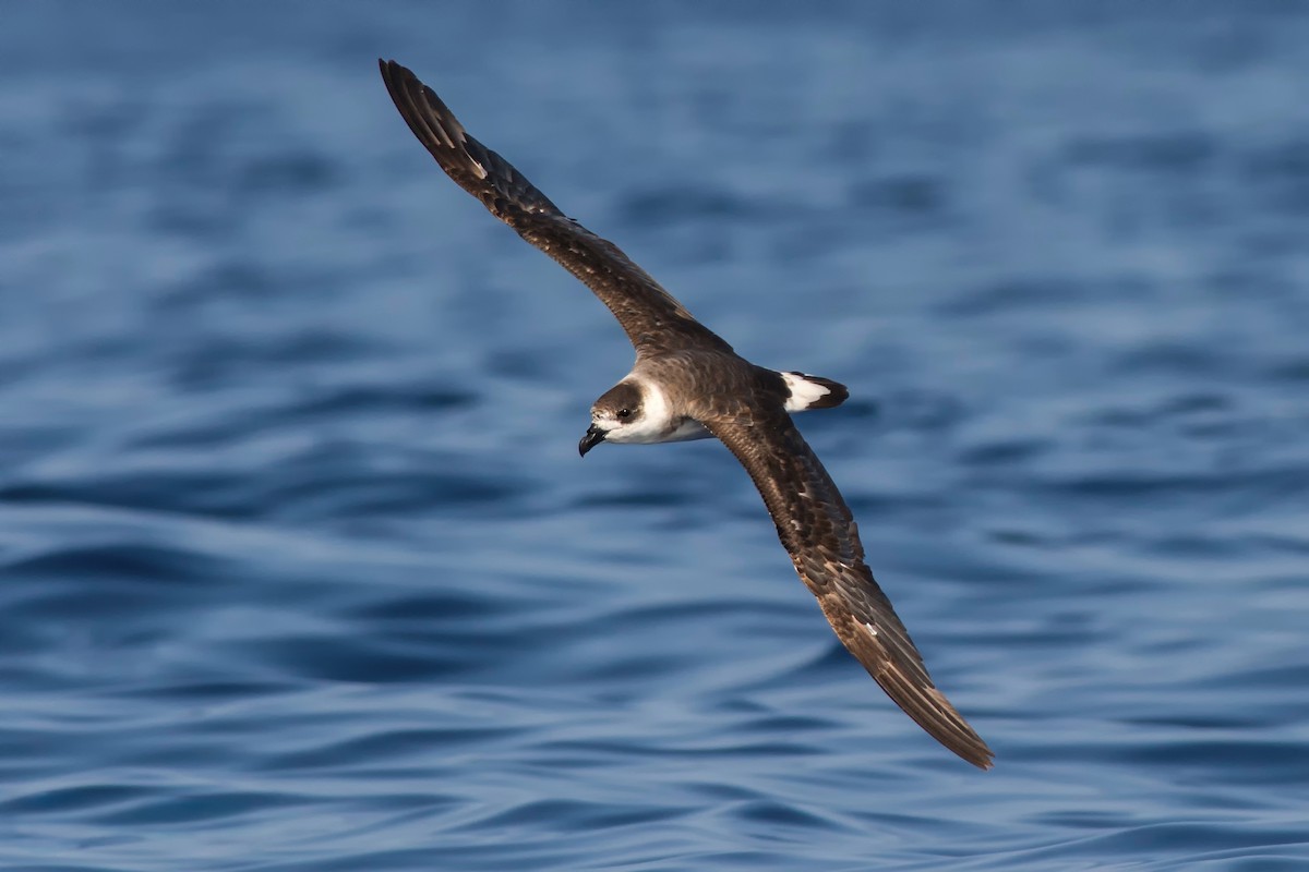 Black-capped Petrel - ML648212683