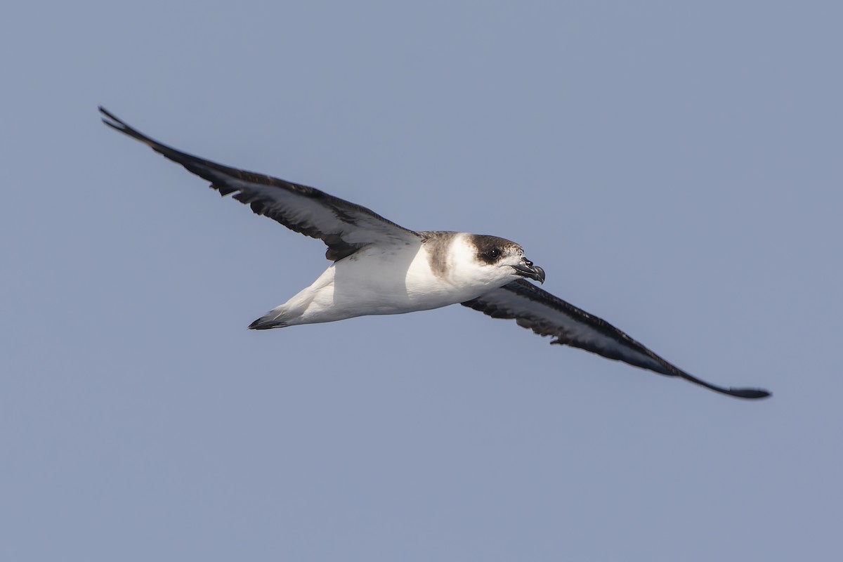 Black-capped Petrel - ML648212684
