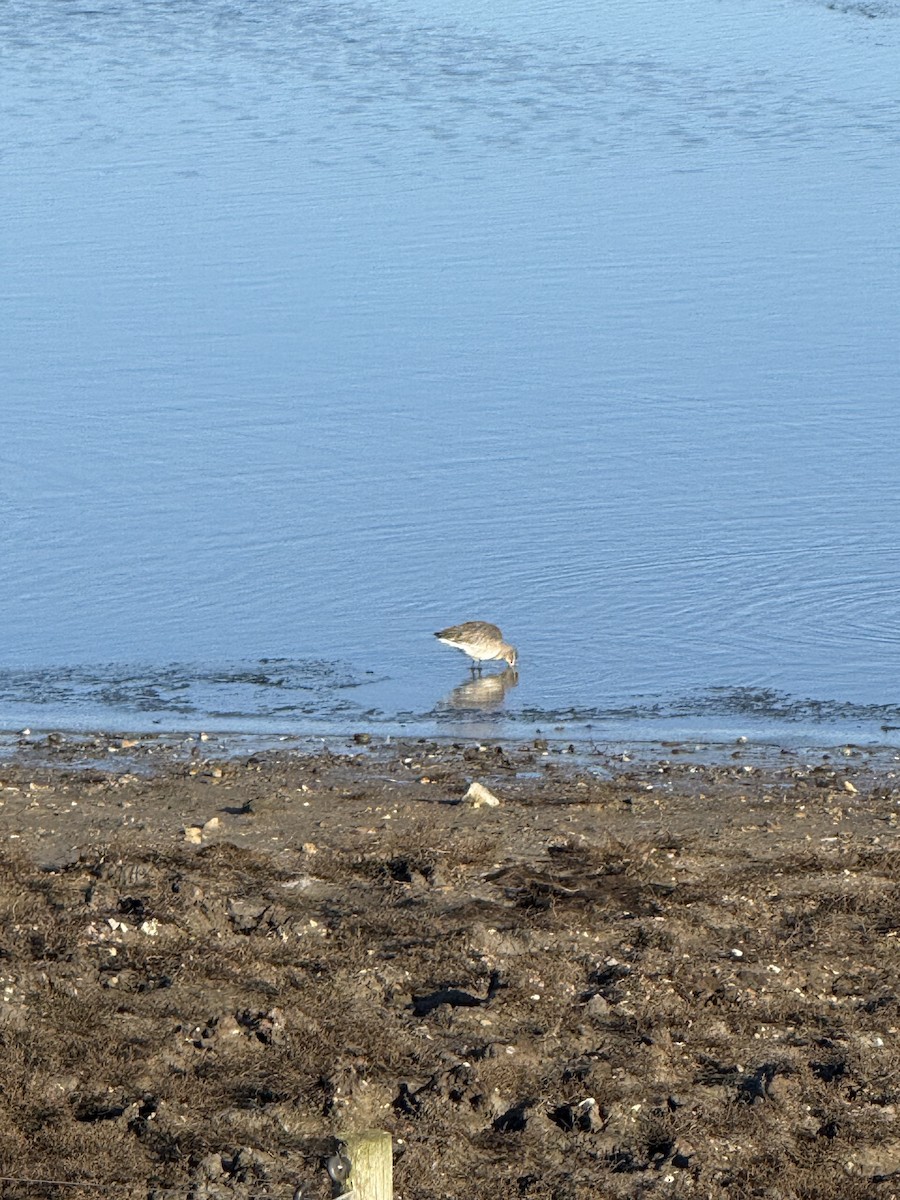 Black-tailed Godwit - ML648212997
