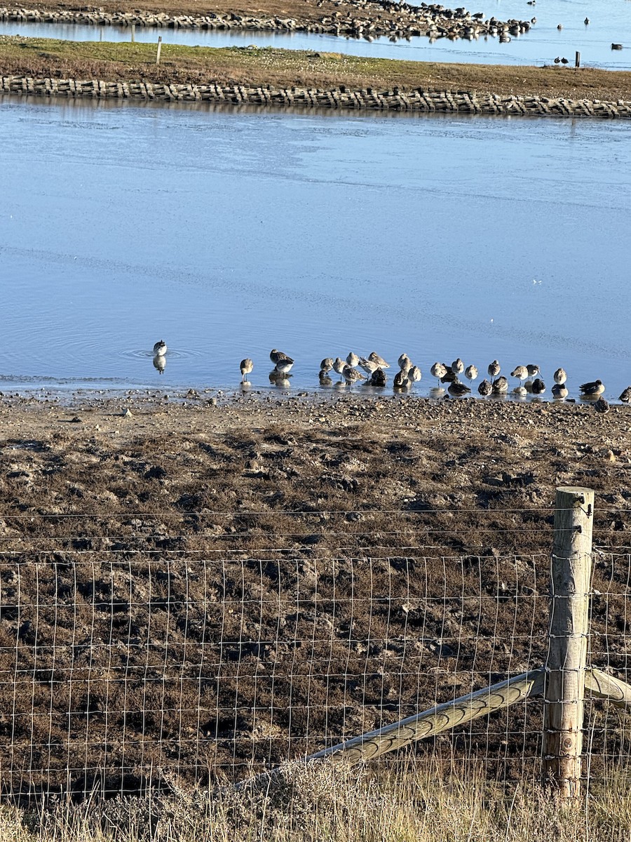 Black-tailed Godwit - ML648212998