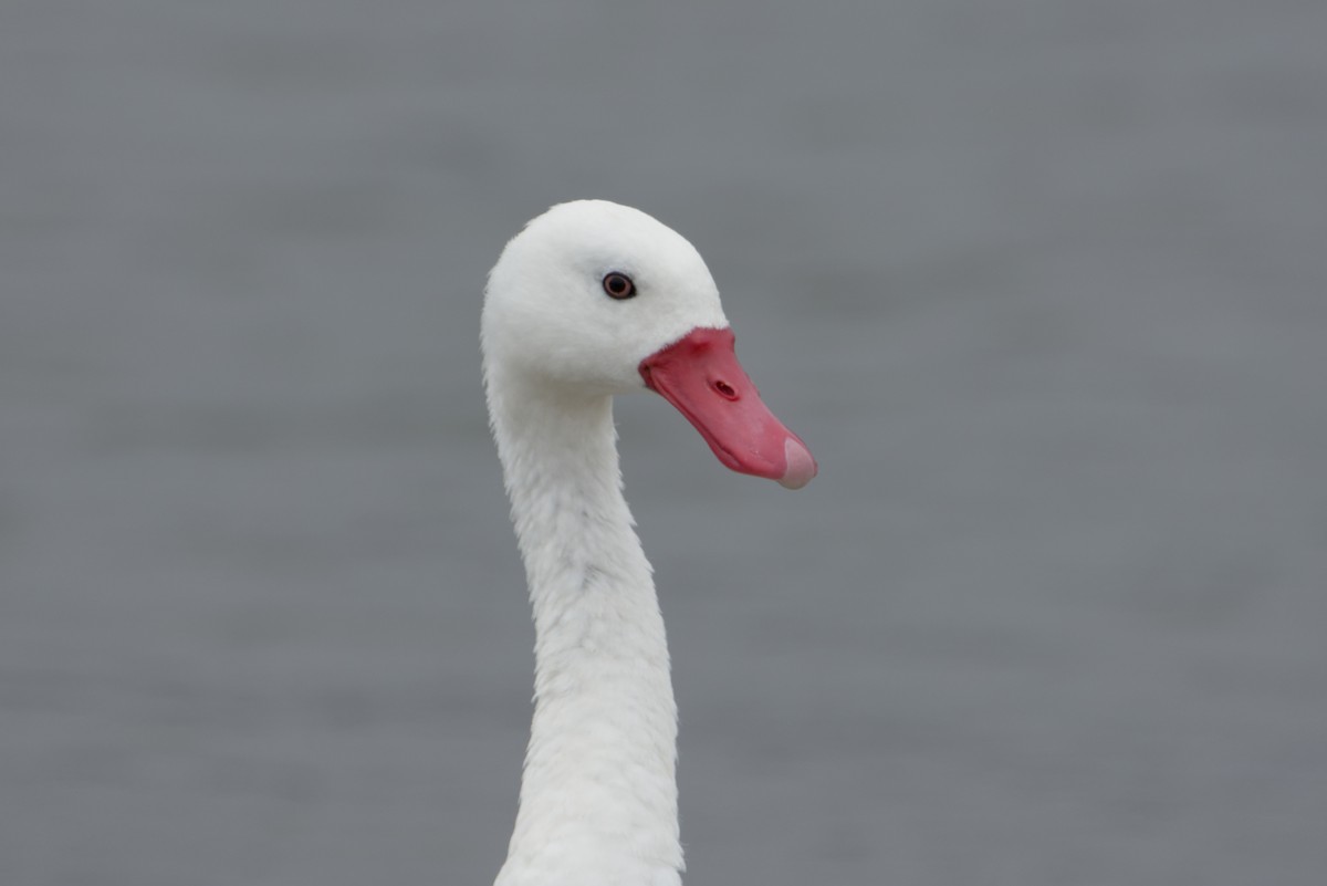 Coscoroba Swan - ML648213015