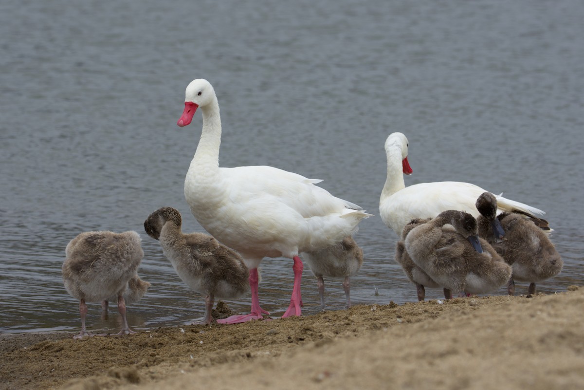 Coscoroba Swan - ML648213016