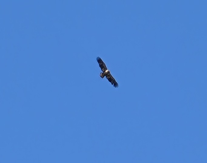 Bald Eagle - ML648213238