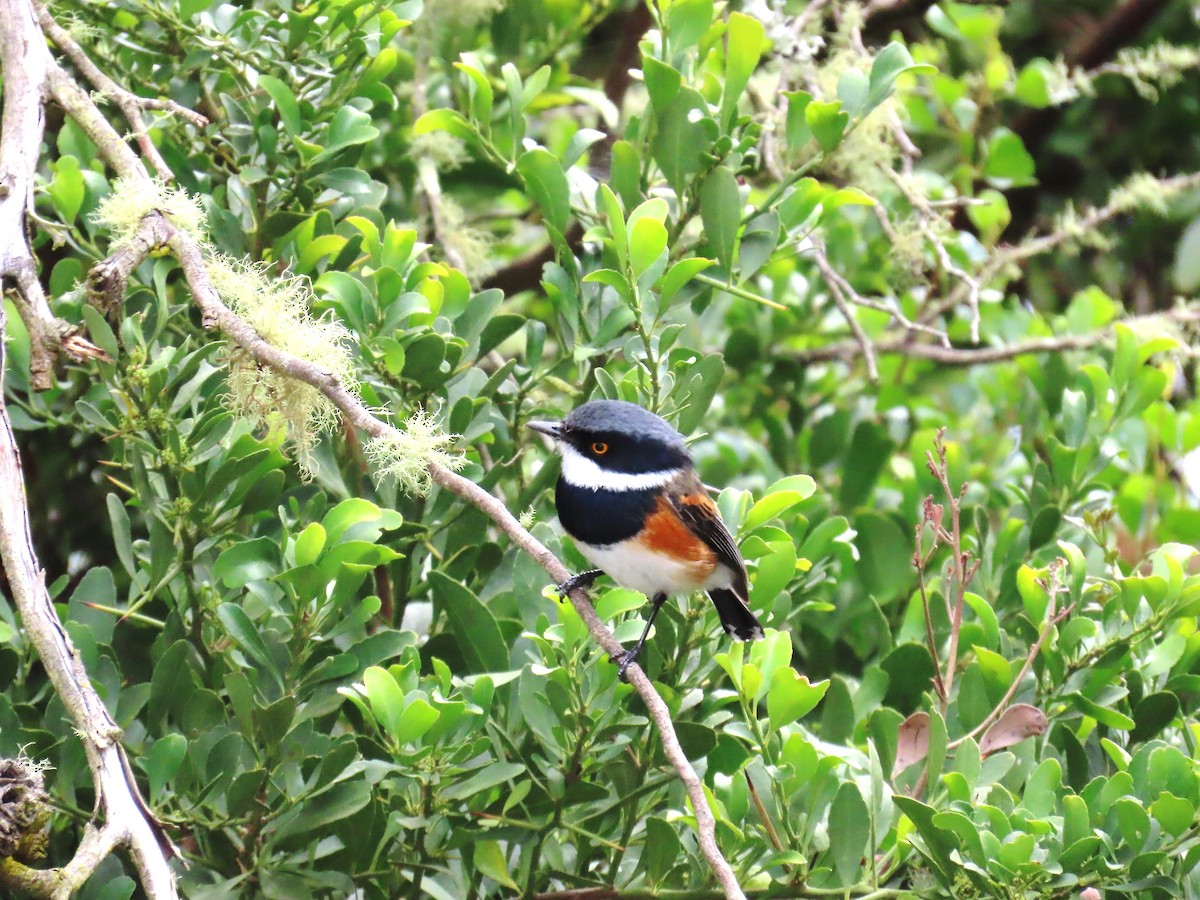 Cape Batis - ML648213393