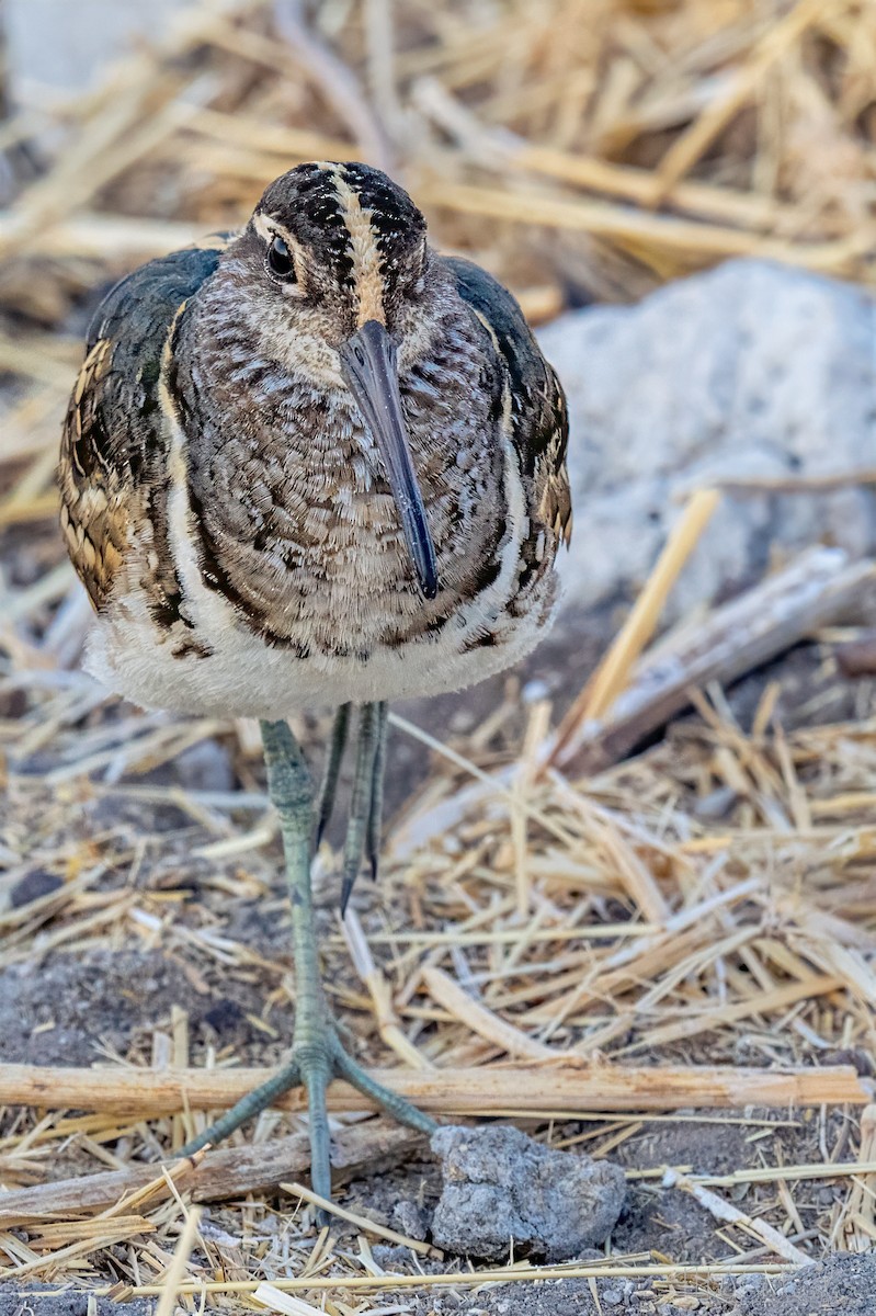 彩鷸 - ML648213629