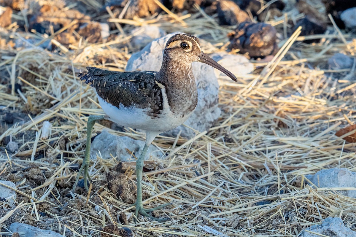 彩鷸 - ML648213631