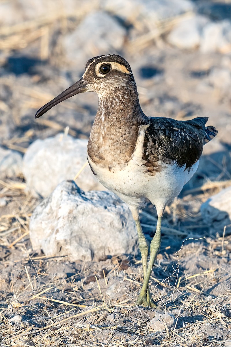 彩鷸 - ML648213632