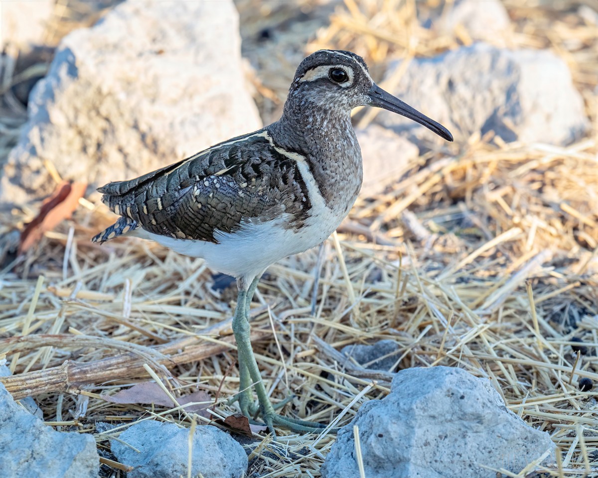 彩鷸 - ML648213633