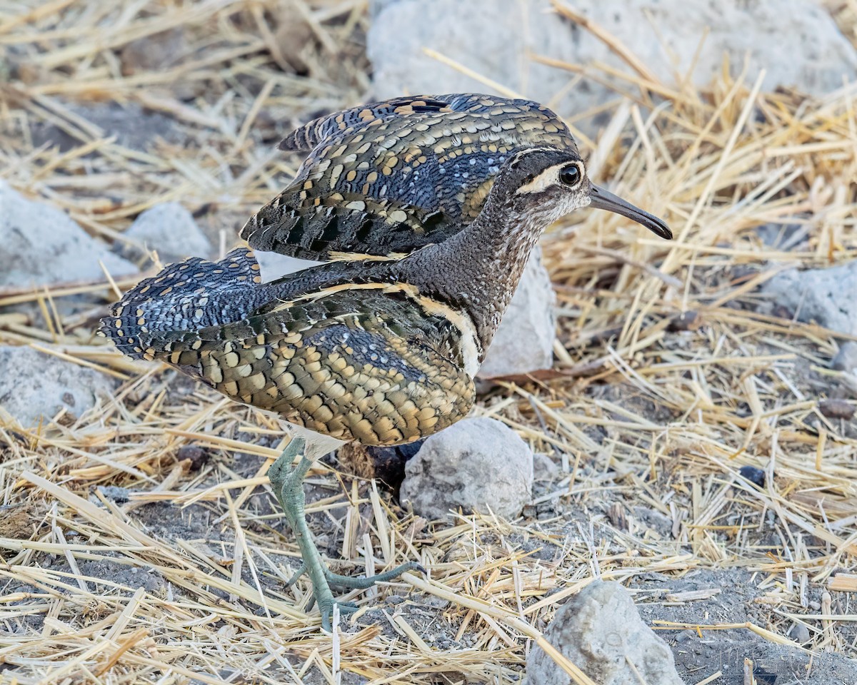 彩鷸 - ML648213636