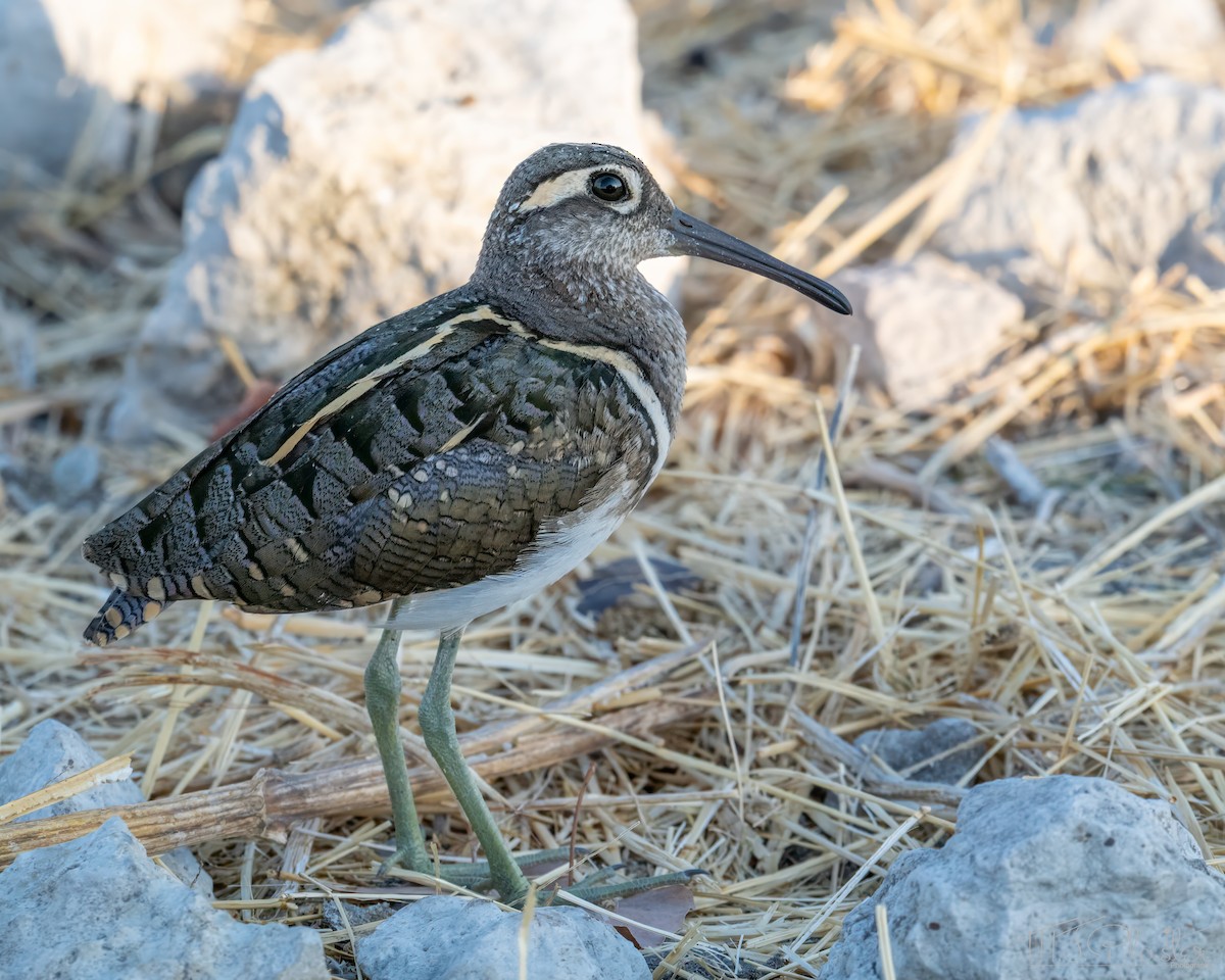 彩鷸 - ML648213637